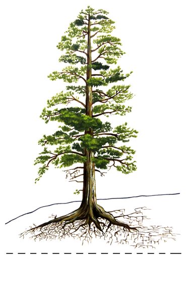 A tree growing on flat ground with deep soil above the water table