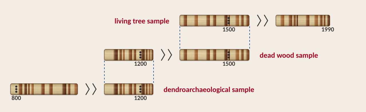 A living tree sample from 1500 to 1990 overlapping a dead wood sample from 1200 to 1500, which overlaps a dendroarchaeological sample from 800 to 1200