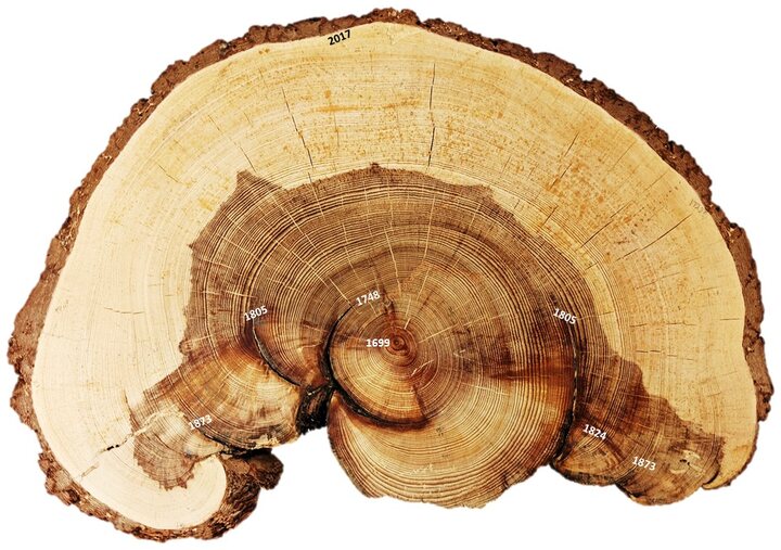 Cross-section of a conifer trunk showing its rings and several fire scars, each labelled with the year of the fire