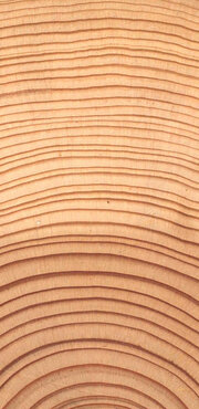 Wood from a sensitive tree: wide and narrow rings mixed together