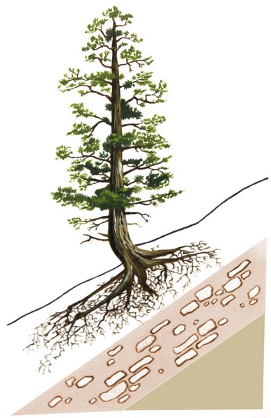 A tree growing on a steep, rocky slope with thin soil